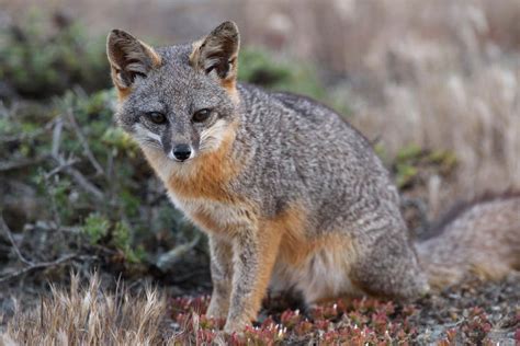 chanel island fox|island fox genetic variation.